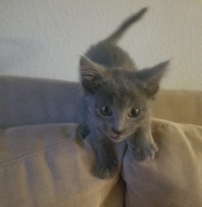 Pet Store «Paw Prints & Fishtails», reviews and photos, 1318 2nd Ave W, Williston, ND 58801, USA