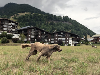 Educateur Canin - Au Service des Chiens à Combloux