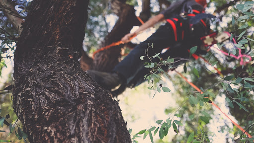 LC Tree Service