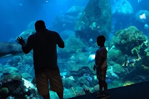 Tennessee Aquarium image