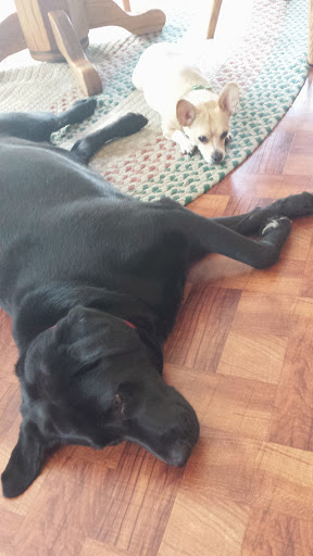 Public Golf Course «Neshaminy Valley Golf Club - OPEN to PUBLIC», reviews and photos, 440 Almshouse Rd, Richboro, PA 18954, USA