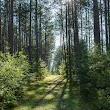 Nine Mile Forest Cross-Country Skiing and Snowshoeing