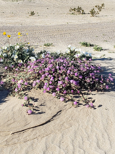 Ocotillo Wells State Vehicular Recreation Area image