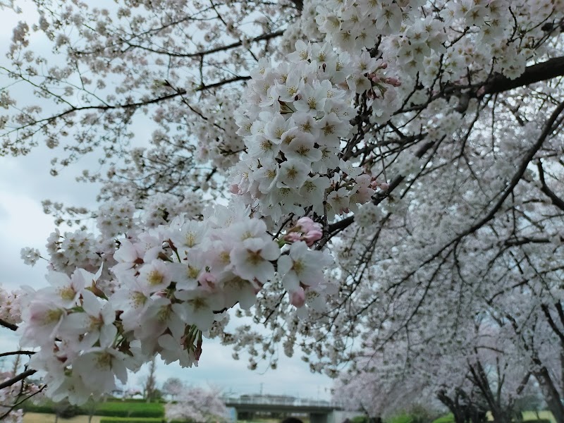 絹の台桜公園