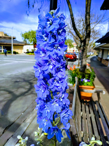 Coffee Shop «Red Berry Coffee Bar», reviews and photos, 145 Main St, Los Altos, CA 94022, USA