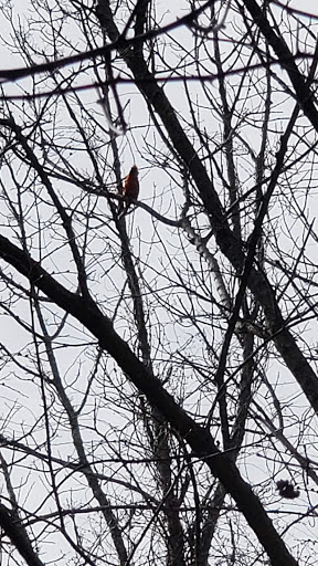 Park «Pond Meadow Park», reviews and photos, 470 Liberty St, Braintree, MA 02184, USA