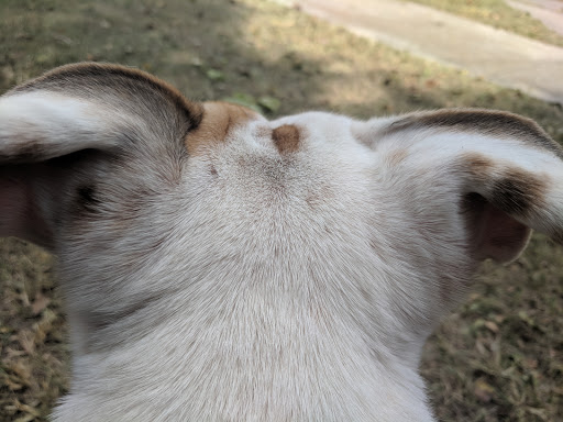 Crisp County Animal Hospital image