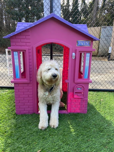 Pet Groomer «The Pet Set - Buckhead», reviews and photos, 2480 Briarcliff Rd NE #3, Atlanta, GA 30329, USA