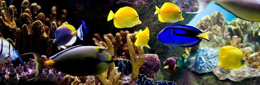 Tropical Fish Store «Aquarium Network», reviews and photos, 2435 Grand Ave, Bellmore, NY 11710, USA