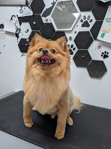 Pet Store «Pet Wize», reviews and photos, 11401 N 56th St, Tampa, FL 33617, USA