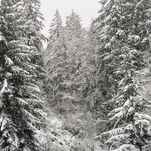 Tourist Attraction «Melmont ghost town», reviews and photos, Carbon River Rd, Carbonado, WA 98323, USA