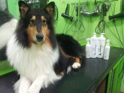 Photos of Veterinaria Pelu2 Vet & Spa