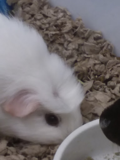 Pet Supply Store «Petco Animal Supplies», reviews and photos, 1985 N Pebble Creek Pkwy, Goodyear, AZ 85395, USA