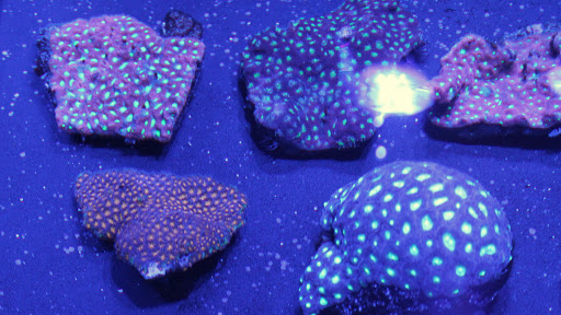 Tropical Fish Store «Living Reef Orlando», reviews and photos, 504 N Alafaya Trail #112, Orlando, FL 32828, USA