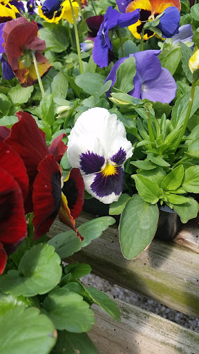 Florist «Broniak & Kraf Florist & Greenhouses», reviews and photos, 3205 Washington Pike, Bridgeville, PA 15017, USA