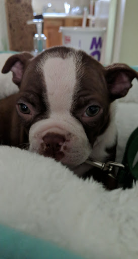 Pet Store «Animal House», reviews and photos, 7869 Hamilton Ave, Cincinnati, OH 45231, USA