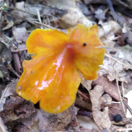 National Park «Cumberland Gap National Historical Park», reviews and photos, 91 Bartlett Park Road, Middlesboro, KY 40965, USA