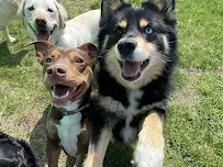 Playful Pets - Car repair in Columbus, OH, Columbus - Rated 4.8/5