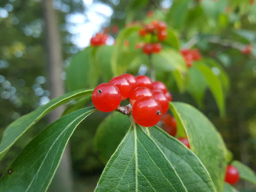 Nature Preserve «Stage Nature Center», reviews and photos, 6685 Coolidge Hwy, Troy, MI 48098, USA