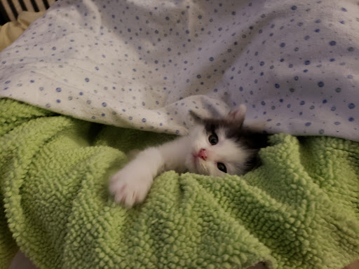 Pet Supply Store «PetSmart», reviews and photos, 2477 Naglee Rd, Tracy, CA 95304, USA