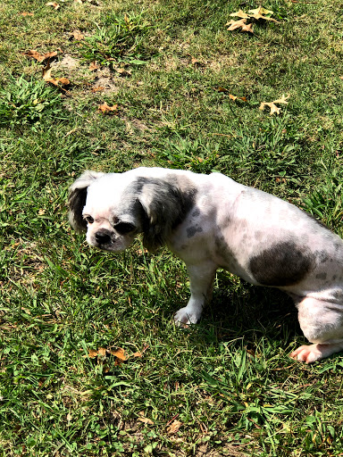 Pet Groomer «Pause 4 Paws Pet Grooming And Hotel», reviews and photos, 3770 W County Line Rd, Douglasville, GA 30135, USA