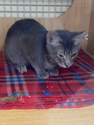 Pet Supply Store «Petco Animal Supplies», reviews and photos, 2807 Wilma Rudolph Blvd, Clarksville, TN 37040, USA