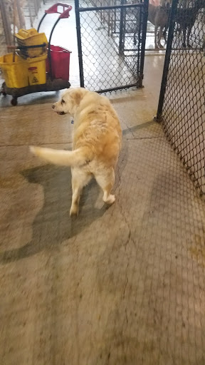 Animal Crackers Pet Salon, Kennel & Doggy Daycare