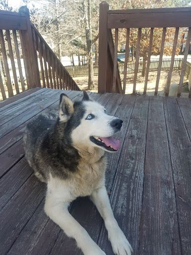 Pet Supply Store «PetSmart», reviews and photos, 916 Loganville Hwy, Bethlehem, GA 30620, USA