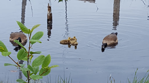National Reserve «Assabet River National Wildlife Refuge», reviews and photos, 680 Hudson Road, Sudbury, MA 01776, USA