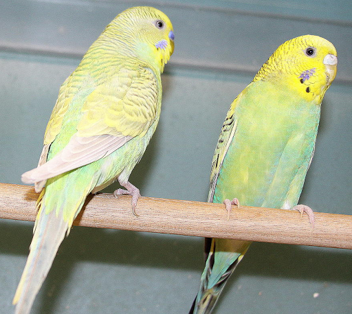 Pet Store «Aqua World Pet Super Center», reviews and photos, 8143 Ohio River Blvd, Pittsburgh, PA 15202, USA