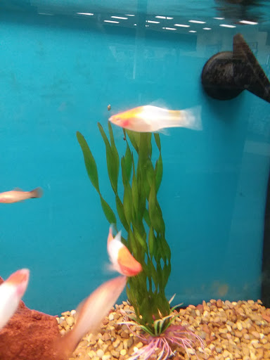 Pet Supply Store «Petco Animal Supplies», reviews and photos, 4209 Wheaton Way, Bremerton, WA 98310, USA