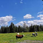 Photo n°5 de l'avis de Emiliano.a fait le 25/06/2021 à 09:29 sur le  Malga Ora à Aldein
