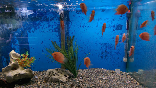 Tropical Fish Store «Fishland», reviews and photos, 13155 Westheimer Rd #114, Houston, TX 77077, USA