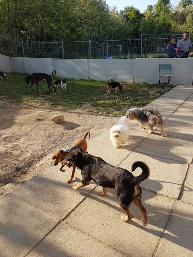 Pensioni per cani e dog hotel a L'Oasi della Luna Rossa
