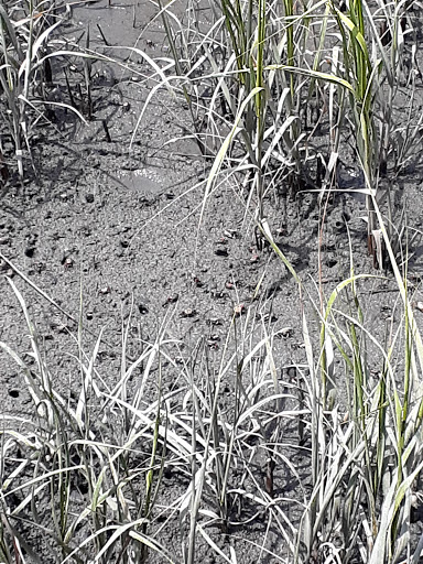 Fishing Pier «The Pier At Garden City», reviews and photos, 110 S Waccamaw Dr, Murrells Inlet, SC 29576, USA