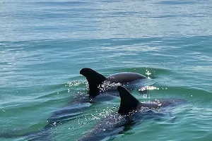 WILD about DOLPHINS-Captain Sheri's image