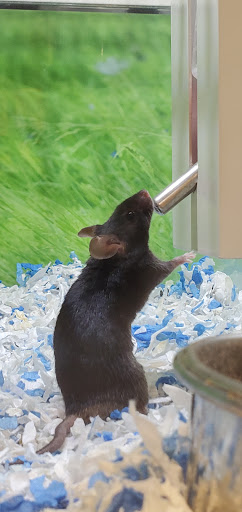 Pet Supply Store «PetSmart», reviews and photos, 1705 N Bechtle Ave, Springfield, OH 45504, USA