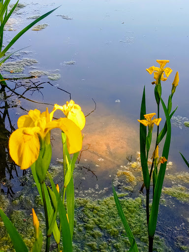 Park «Weequahic Park Track», reviews and photos, 1 Thomas Carmichael Dr, Newark, NJ 07114, USA