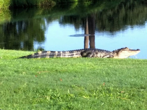 Private Golf Course «Rockledge Country Club», reviews and photos, 1591 S Fiske Blvd, Rockledge, FL 32955, USA