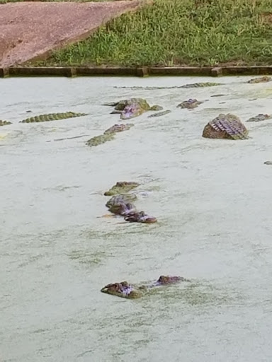 Zoo «Gators and Friends», reviews and photos, 11441 US-80, Greenwood, LA 71033, USA