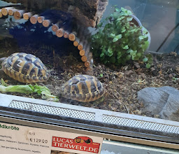 Lucas Tierwelt GmbH photo