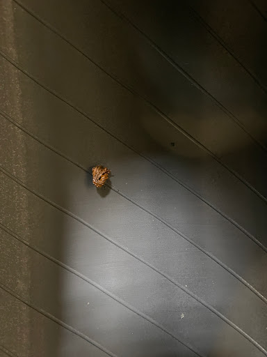 Nissan Dealer «Fox Nissan of Grand Rapids», reviews and photos, 4430 28th St SE, Grand Rapids, MI 49512, USA