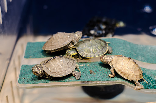 Pet Store «Fins and Skins», reviews and photos, 8451 49th St N, Pinellas Park, FL 33781, USA