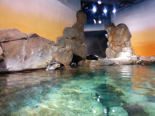 Aquarium «Georgia Aquarium», reviews and photos, 225 Baker St NW, Atlanta, GA 30313, USA