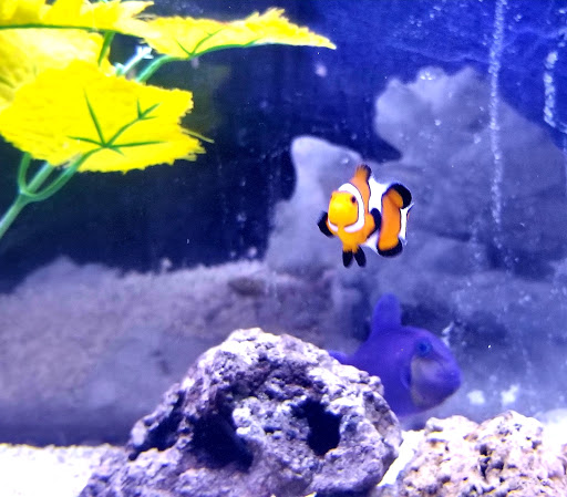 Aquarium «Aquarium In Old Town Inc», reviews and photos, 1001 E Douglas Ave, Wichita, KS 67211, USA