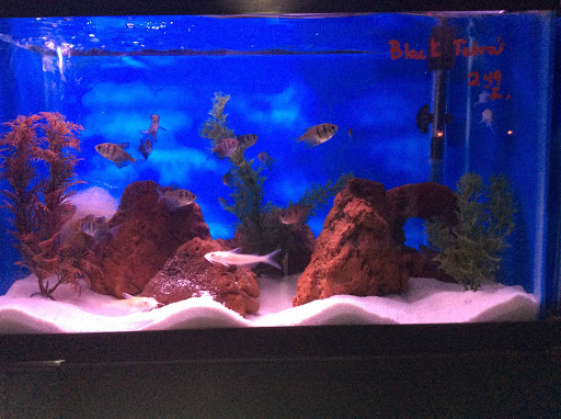 Pet Store «Tropical Pets», reviews and photos, 308 E 204th St, Bronx, NY 10467, USA