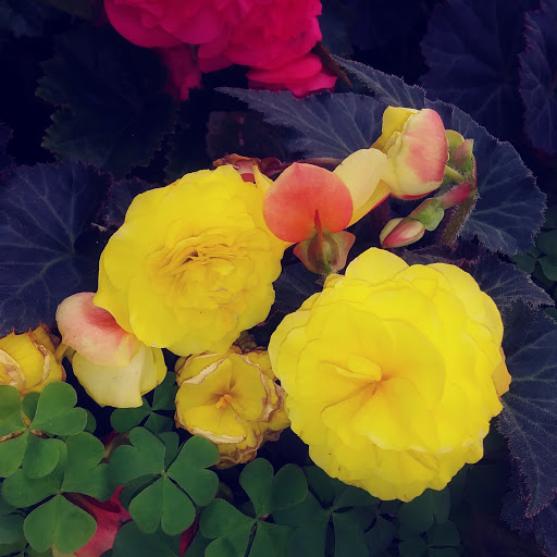 Produce Market «Stauffer Fruit Stand», reviews and photos, RR 663, Pennsburg, PA 18073, USA