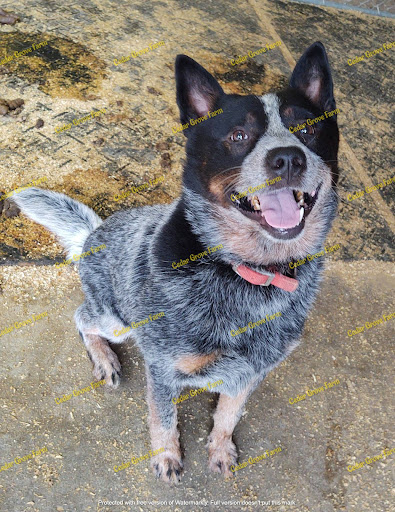 Park «Flamingo Park», reviews and photos, 1200 Meridian Ave, Miami Beach, FL 33139, USA