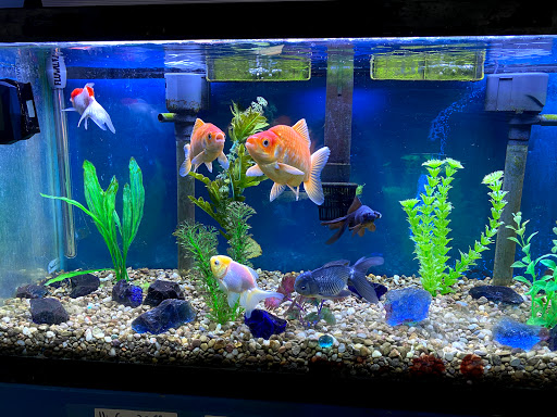 Tropical Fish Store «Fishy Business», reviews and photos, 911 E Church St, Lexington, TN 38351, USA