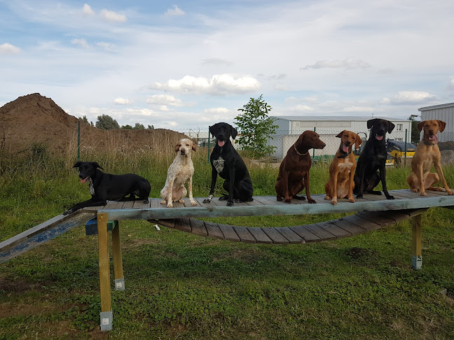 D.O.G. Hundeschule Inh.Diana Offermann - Hundeschule